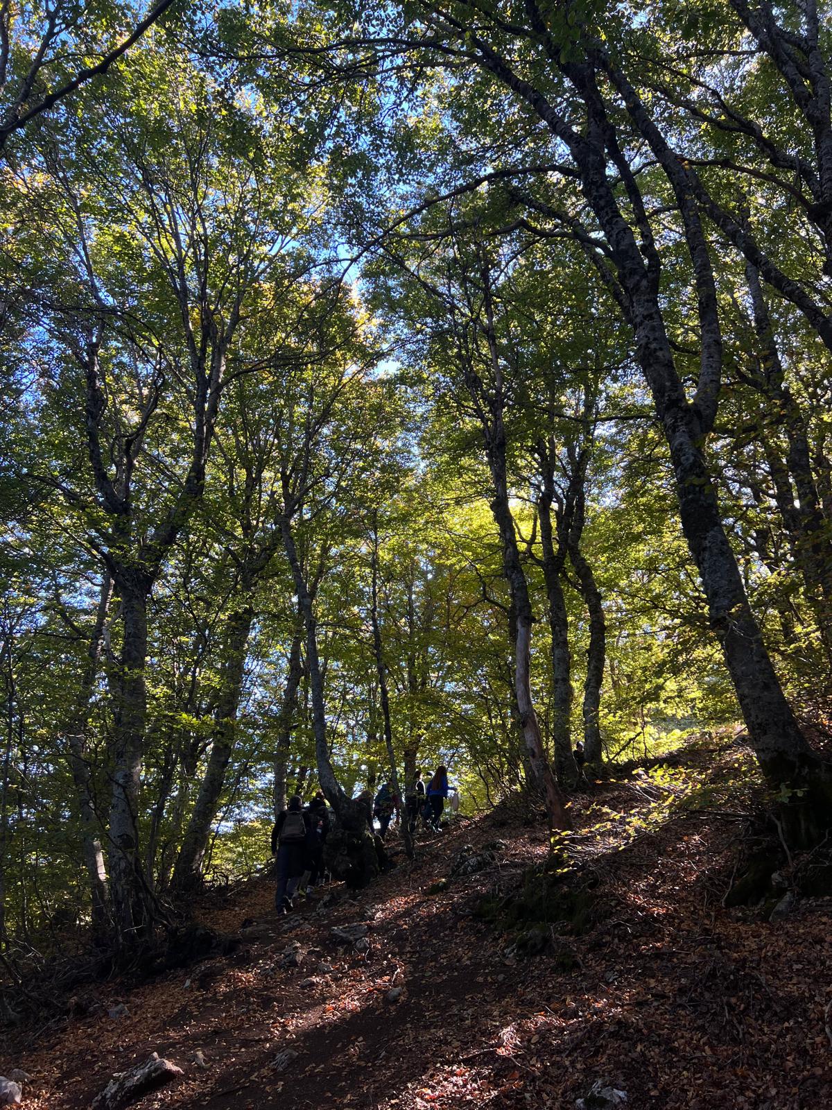 Exploring the Giant Holly Trees of Piano Pomo with Lunch