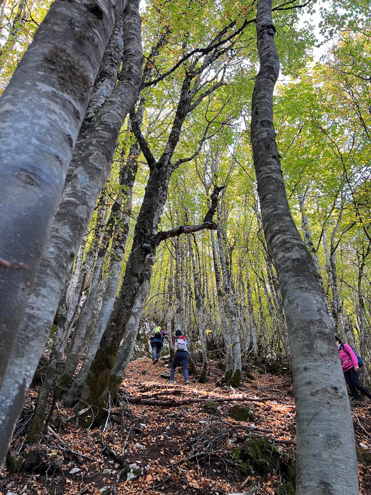 Exploring the Giant Holly Trees of Piano Pomo with Lunch