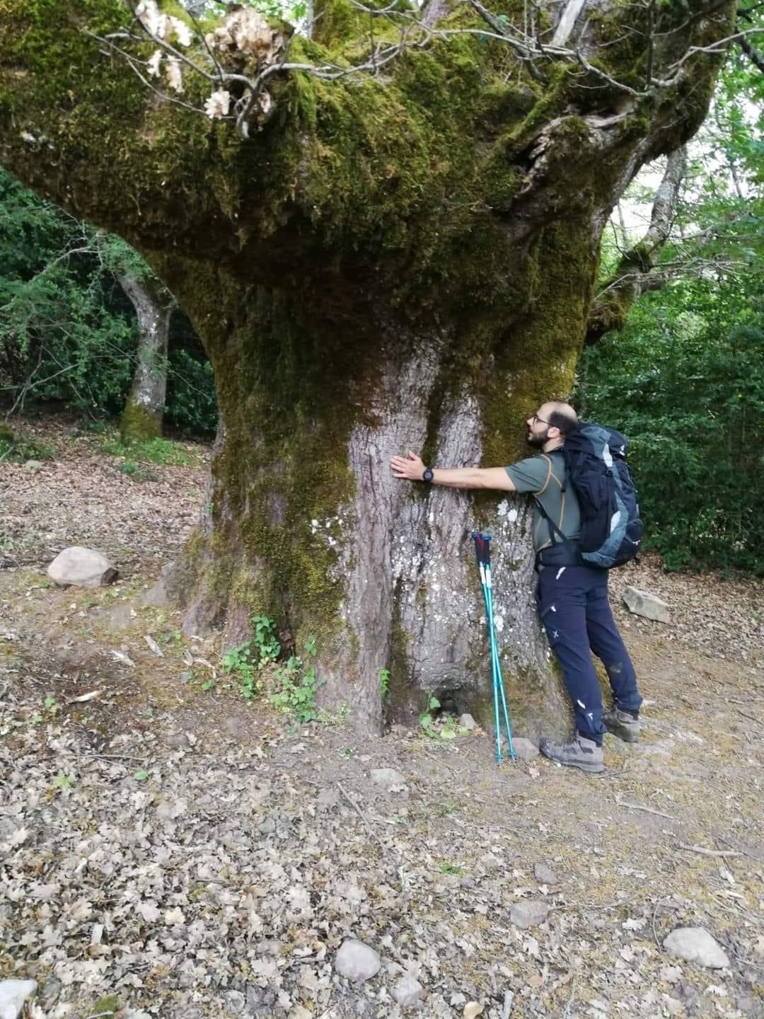 Exploring the Giant Holly Trees of Piano Pomo with Lunch