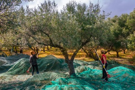 Olive Harvesting and Oil Tasting in Altofonte